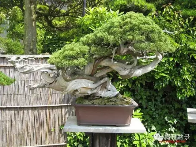 最適合投資的幾類盆景貨幣