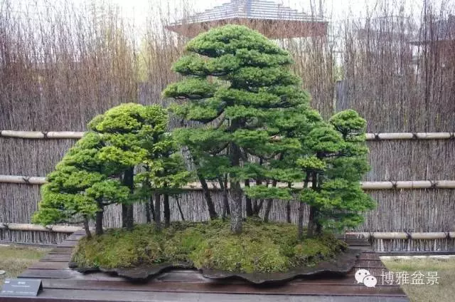 最適合投資的幾類盆景貨幣