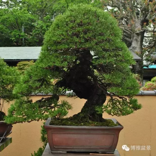 最適合投資的幾類盆景貨幣