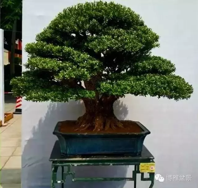 最適合投資的幾類盆景貨幣