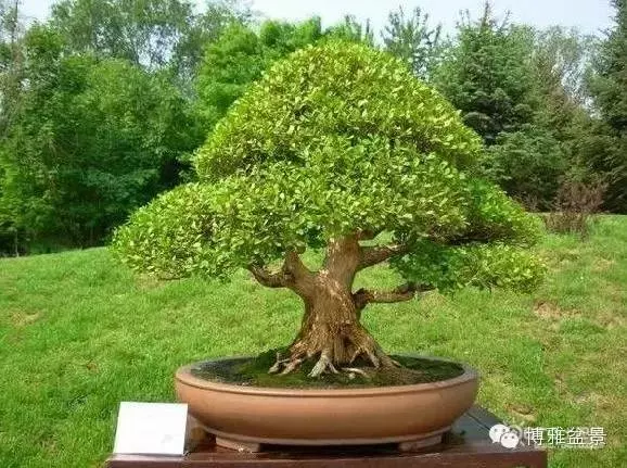 最適合投資的幾類盆景貨幣