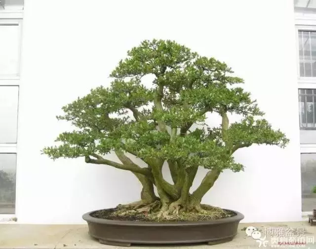 最適合投資的幾類盆景貨幣
