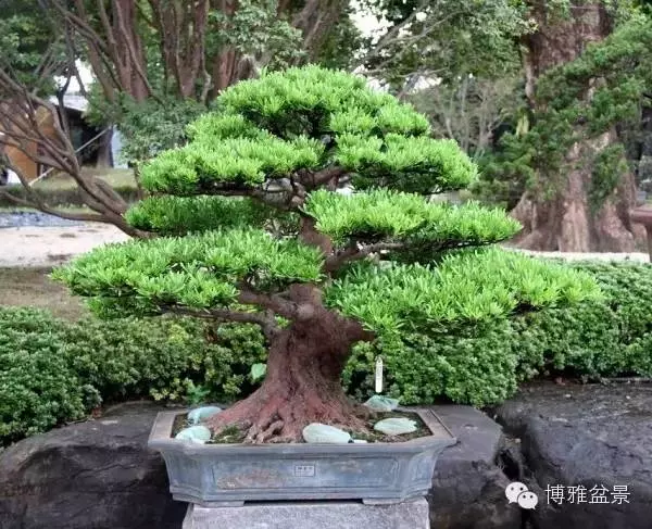 最適合投資的幾類盆景貨幣