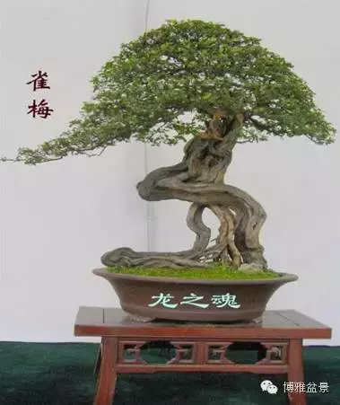 最適合投資的幾類盆景貨幣