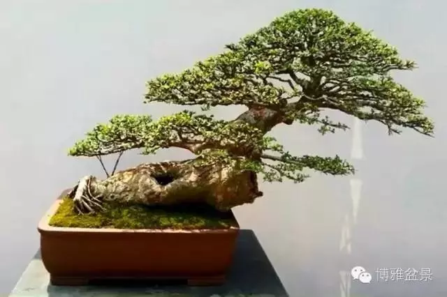 最適合投資的幾類盆景貨幣