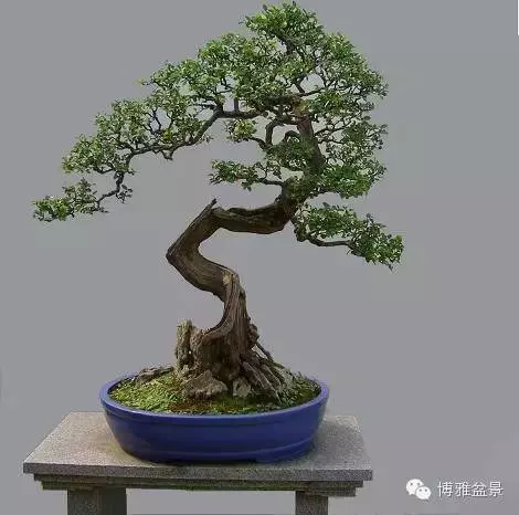 最適合投資的幾類盆景貨幣