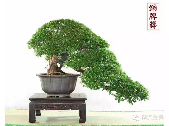 最適合投資的幾類盆景貨幣
