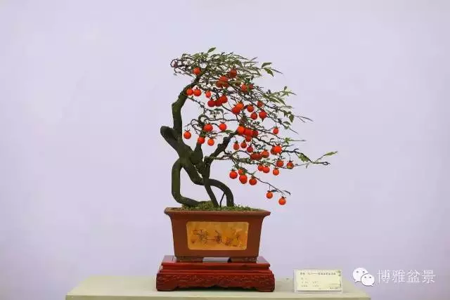 最適合投資的幾類盆景貨幣