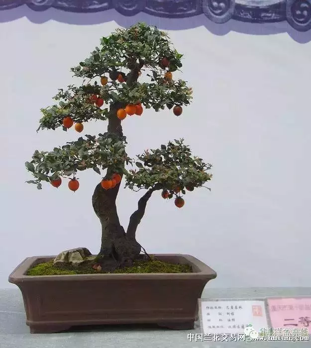 最適合投資的幾類盆景貨幣