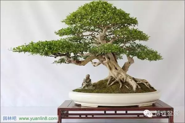 最適合投資的幾類盆景貨幣