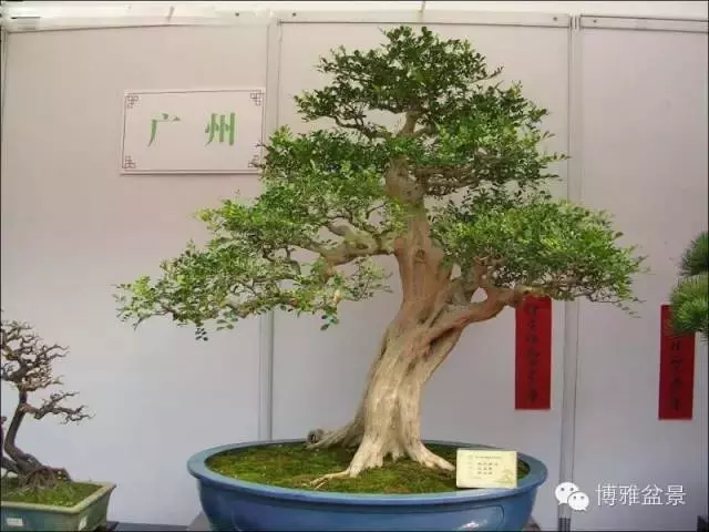 最適合投資的幾類盆景貨幣