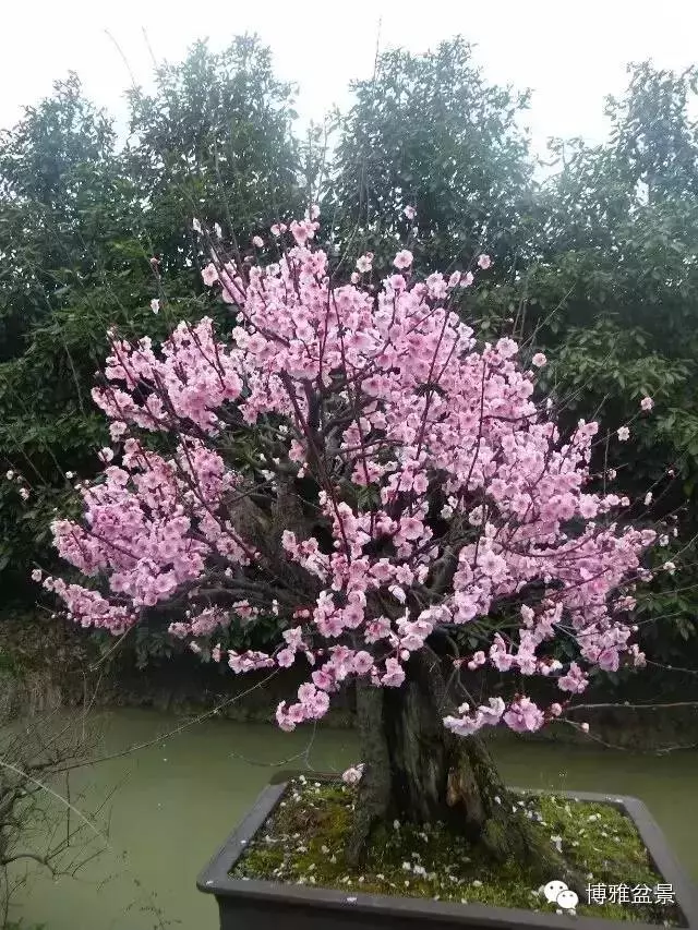 最適合投資的幾類盆景貨幣