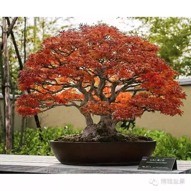 最適合投資的幾類盆景貨幣