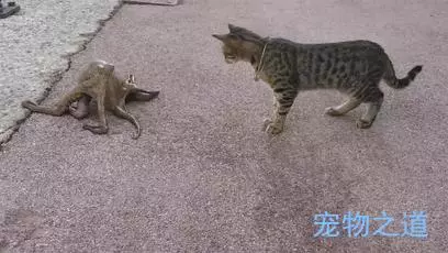 主人帶著貓咪去散步,在岸邊發現一隻章魚,拉著章魚的腳就不鬆開了