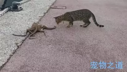 主人帶著貓咪去散步,在岸邊發現一隻章魚,拉著章魚的腳就不鬆開了