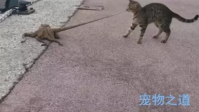 主人帶著貓咪去散步,在岸邊發現一隻章魚,拉著章魚的腳就不鬆開了