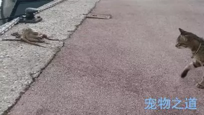 主人帶著貓咪去散步,在岸邊發現一隻章魚,拉著章魚的腳就不鬆開了
