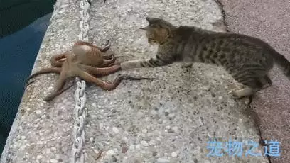 主人帶著貓咪去散步,在岸邊發現一隻章魚,拉著章魚的腳就不鬆開了