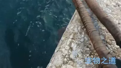 主人帶著貓咪去散步,在岸邊發現一隻章魚,拉著章魚的腳就不鬆開了