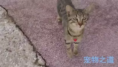主人帶著貓咪去散步,在岸邊發現一隻章魚,拉著章魚的腳就不鬆開了