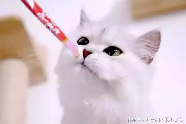 說好同寵二喵,鏟屎官給零食還是偏心白貓,灰貓真的氣了:不吃了