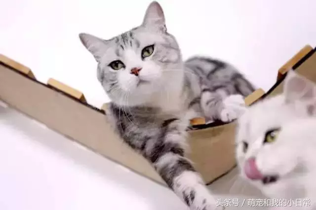 說好同寵二喵,鏟屎官給零食還是偏心白貓,灰貓真的氣了:不吃了