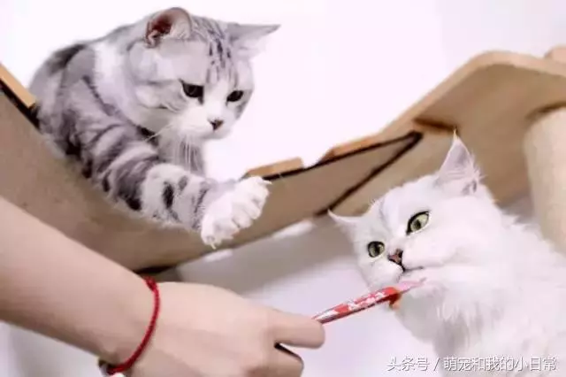 說好同寵二喵,鏟屎官給零食還是偏心白貓,灰貓真的氣了:不吃了