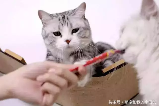說好同寵二喵,鏟屎官給零食還是偏心白貓,灰貓真的氣了:不吃了