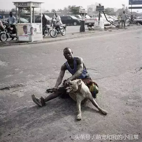 看看人家非洲人養的寵物，再看看自己的，簡直就是弱爆了