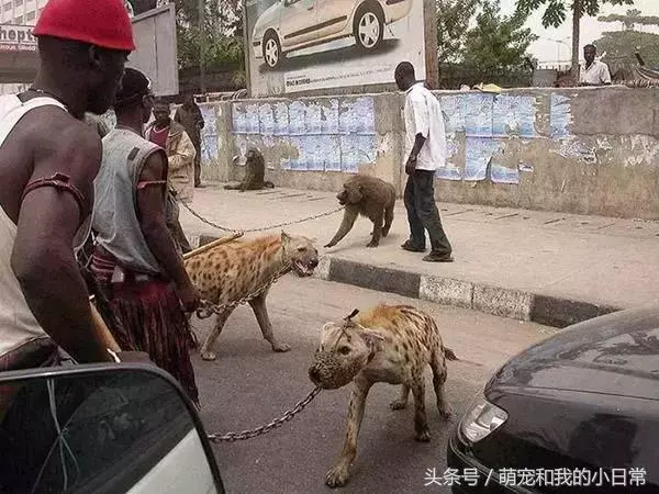 看看人家非洲人養的寵物，再看看自己的，簡直就是弱爆了