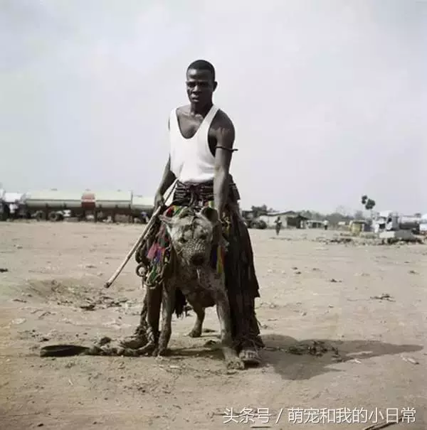 看看人家非洲人養的寵物，再看看自己的，簡直就是弱爆了
