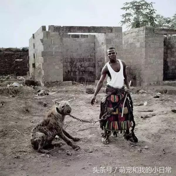看看人家非洲人養的寵物，再看看自己的，簡直就是弱爆了