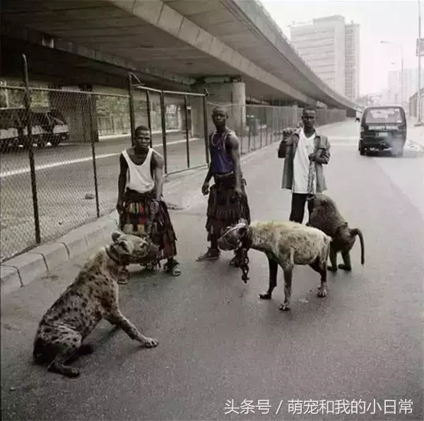 看看人家非洲人養的寵物，再看看自己的，簡直就是弱爆了