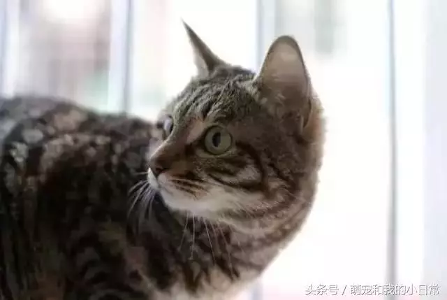我國唯一的純種貓品:在國外極受推崇,國內卻都以為是土貓