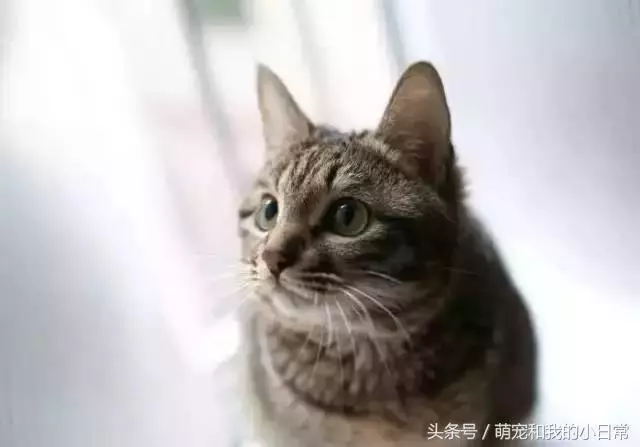 我國唯一的純種貓品:在國外極受推崇,國內卻都以為是土貓