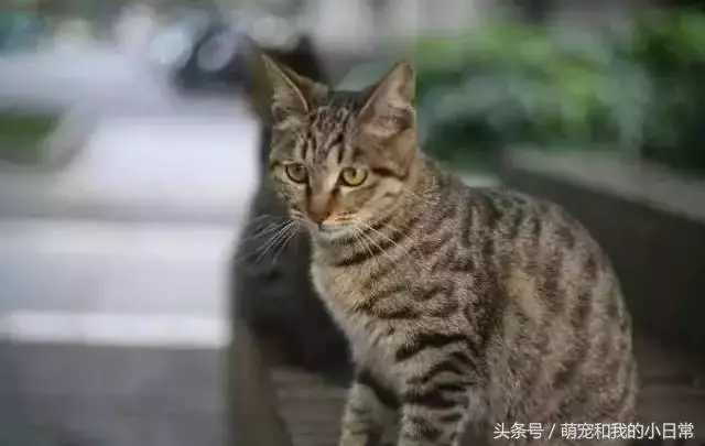 我國唯一的純種貓品:在國外極受推崇,國內卻都以為是土貓