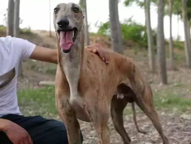 格力賽犬面臨最後選擇,無人領養將被處理,賽犬的最終命運