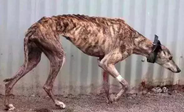 格力賽犬面臨最後選擇,無人領養將被處理,賽犬的最終命運