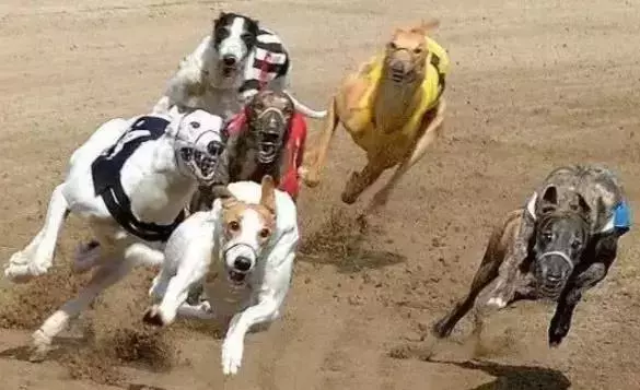 格力賽犬面臨最後選擇,無人領養將被處理,賽犬的最終命運