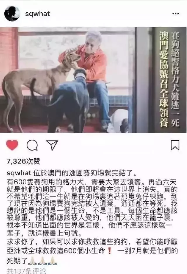 格力賽犬面臨最後選擇,無人領養將被處理,賽犬的最終命運