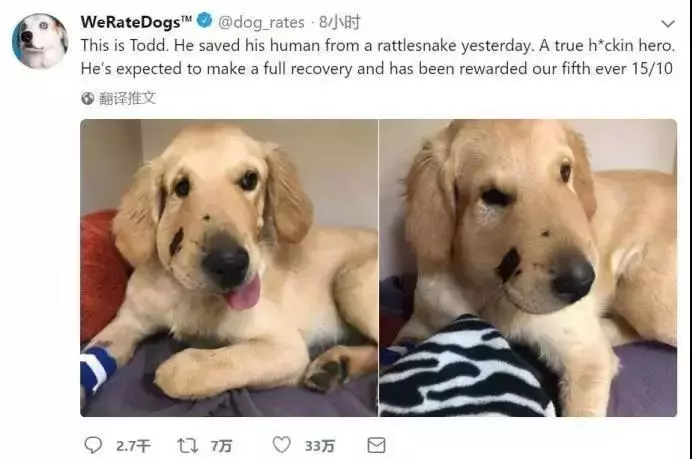 狗子智鬥眼鏡蛇,招招致命,活活把蛇打死!