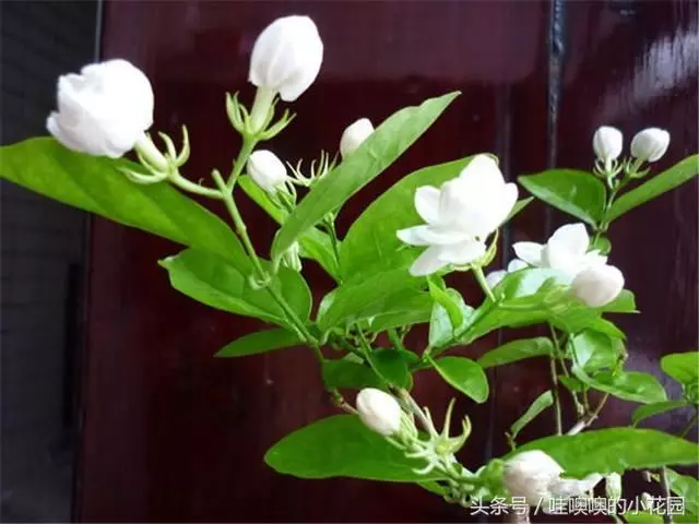 盆栽茉莉花,這樣配土,再加1料,茉莉對味,長得歡!