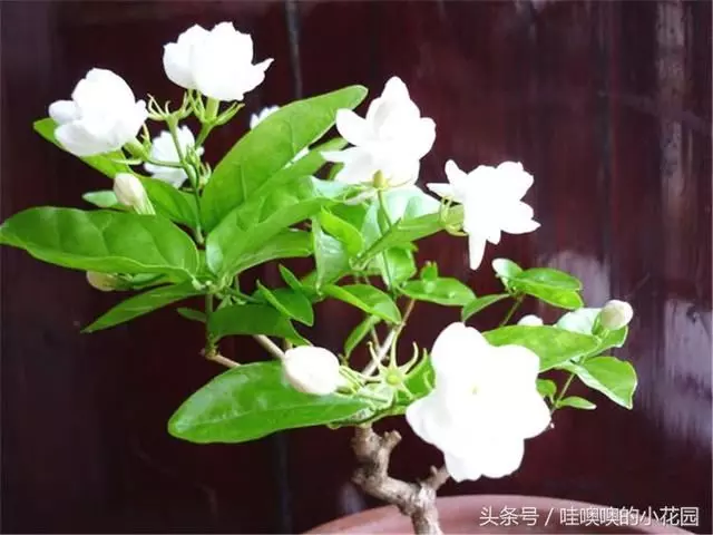 盆栽茉莉花,這樣配土,再加1料,茉莉對味,長得歡!
