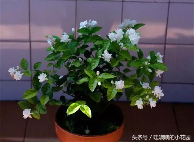 盆栽茉莉花,這樣配土,再加1料,茉莉對味,長得歡!