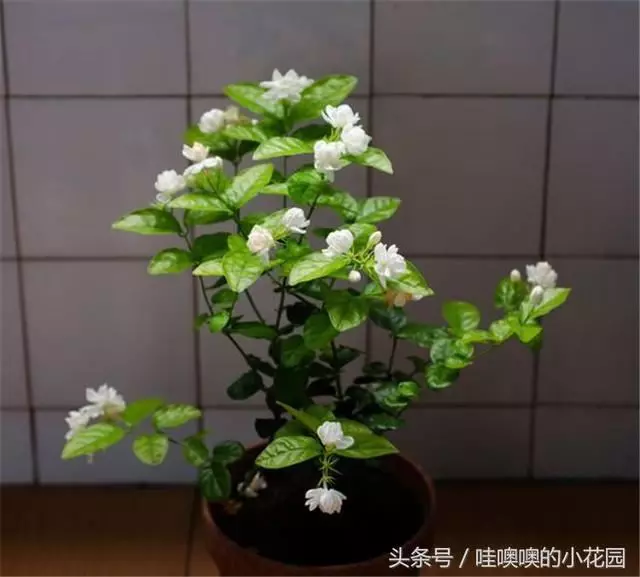 盆栽茉莉花,這樣配土,再加1料,茉莉對味,長得歡!