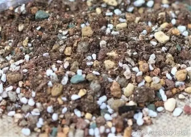 盆栽茉莉花,這樣配土,再加1料,茉莉對味,長得歡!