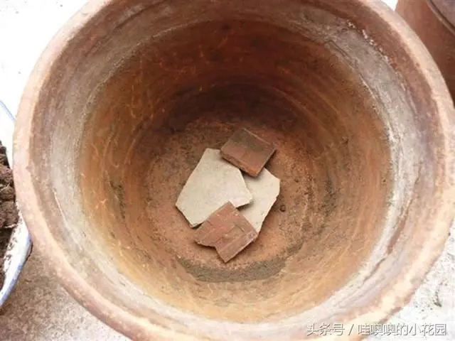 盆栽茉莉花,這樣配土,再加1料,茉莉對味,長得歡!