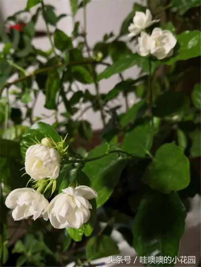 盆栽茉莉花,這樣配土,再加1料,茉莉對味,長得歡!