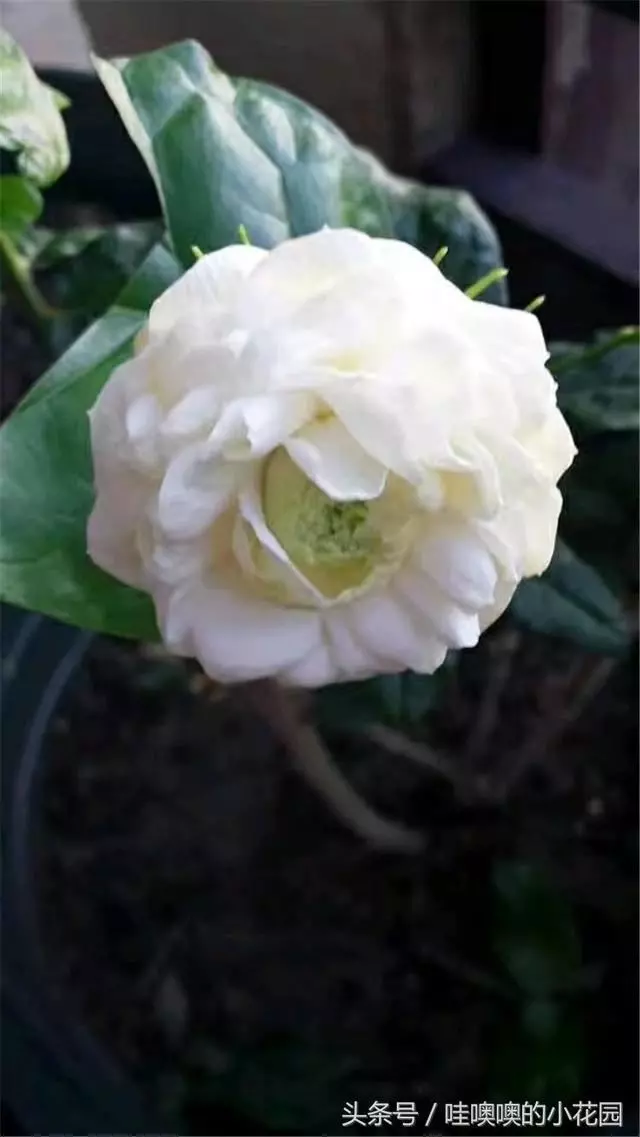 盆栽茉莉花,這樣配土,再加1料,茉莉對味,長得歡!