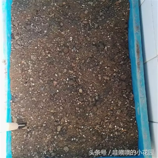盆栽茉莉花,這樣配土,再加1料,茉莉對味,長得歡!